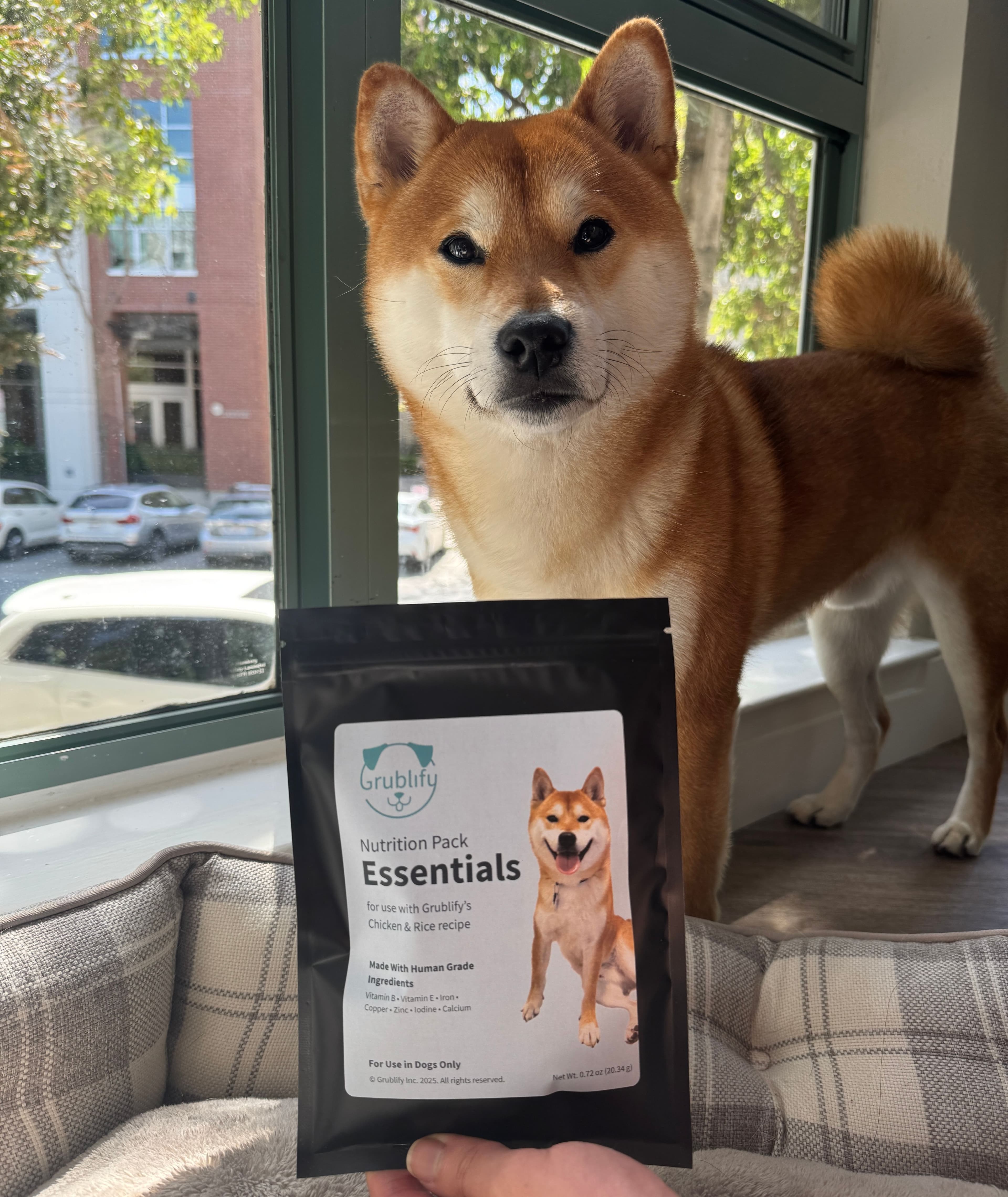 Shiba Inu dog standing by a window next to a Grublify nutrition pack